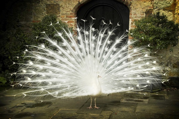 Bob the Peacock at Amberley Castle